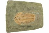 Cambrian Trilobite (Hamatolenus) - Tinjdad, Morocco #229606-1